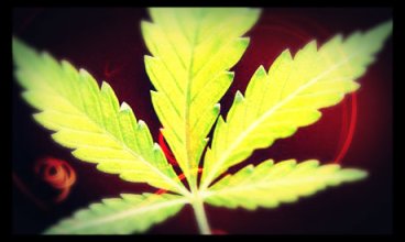 cannabis-leaf-460x276
